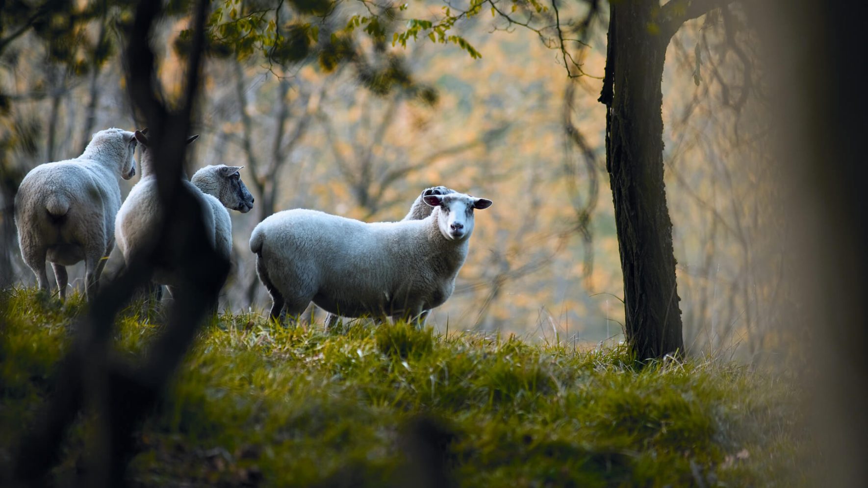 Duurzaam matras, wol is een vernieuwbare grondstof